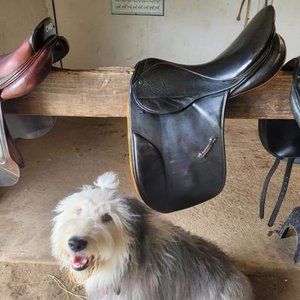Stubben Romanus dressage saddle 17.5